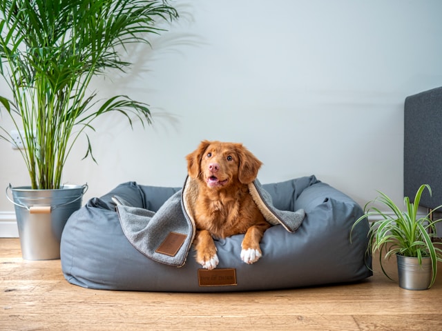 Paws, Play, and Price Drops: 4 Pet Essentials You Didn’t Know Were on Sale